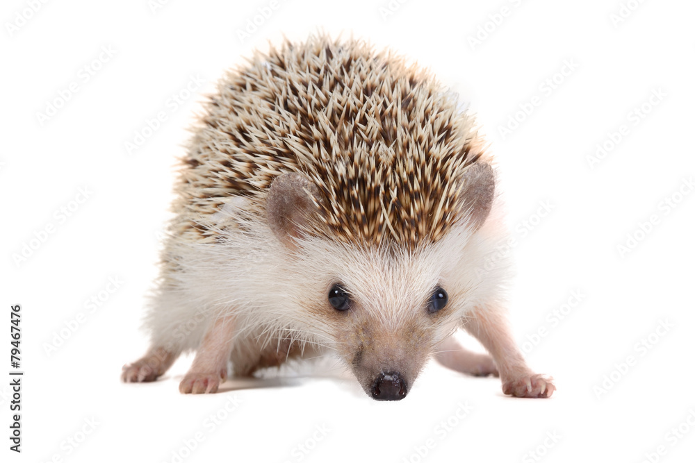 Obraz premium Little hedgehog.