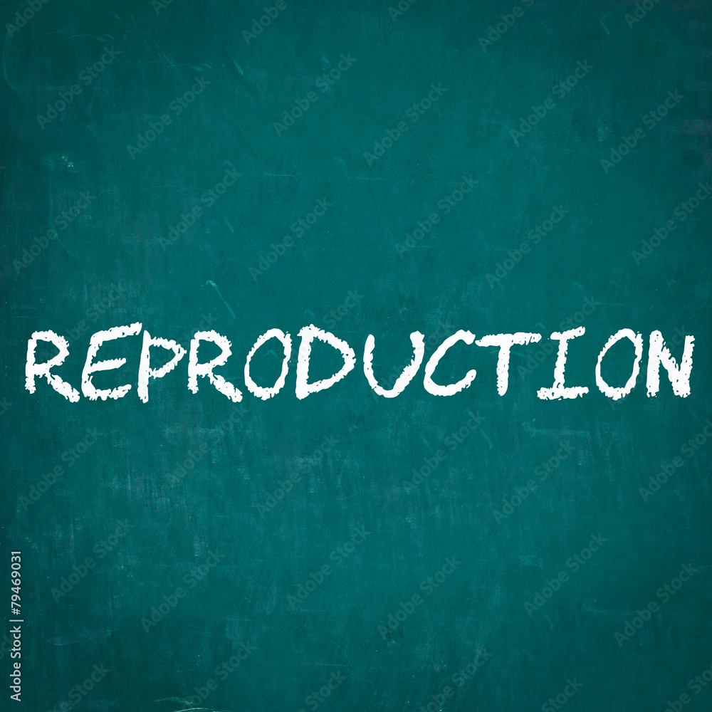 Fototapeta premium REPRODUCTION written on chalkboard