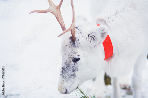 Beautiful white christmas reindeer in Lapland winter 