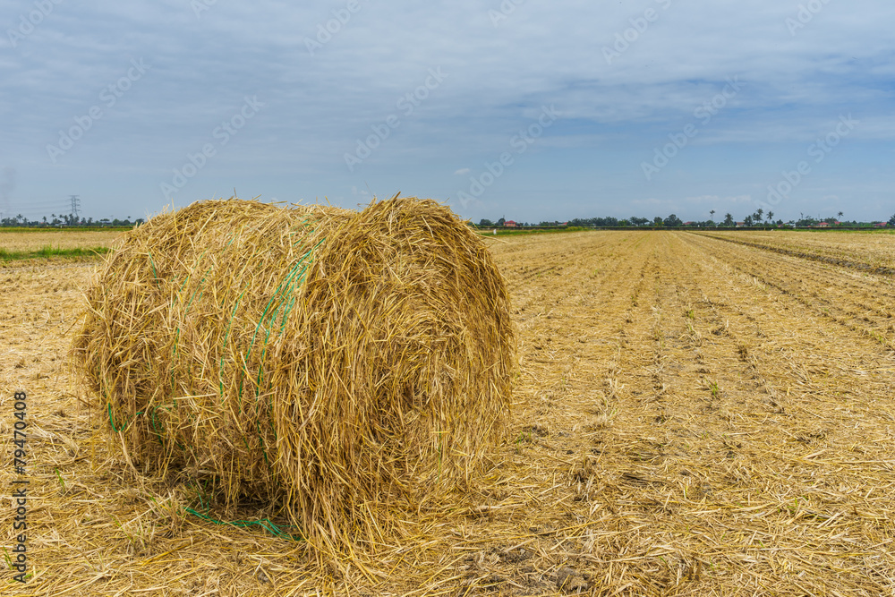 Straw bales in harvested field during summer Straw bales in harvested field during summer