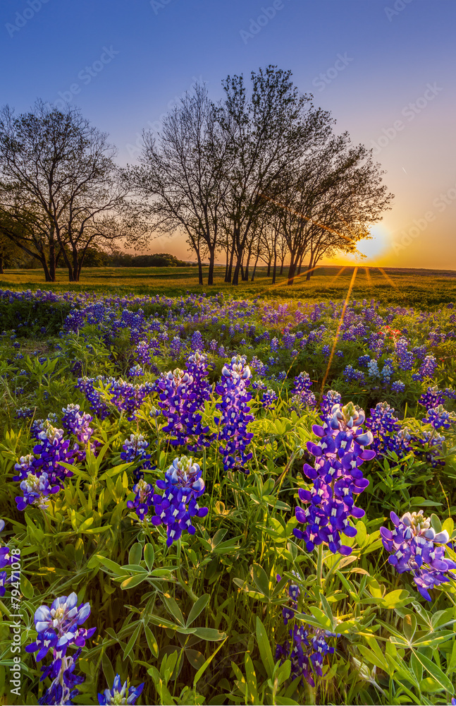 Texas bluebonnet filed at sunset in Spring