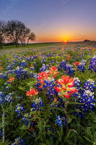 Texas wildflower - bluebonnet and indian paintbrush field