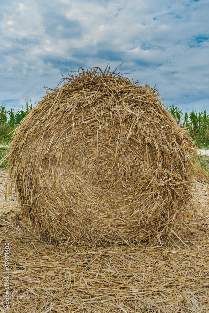 Straw bales in harvested field during summer Straw bales in harvested field during summer