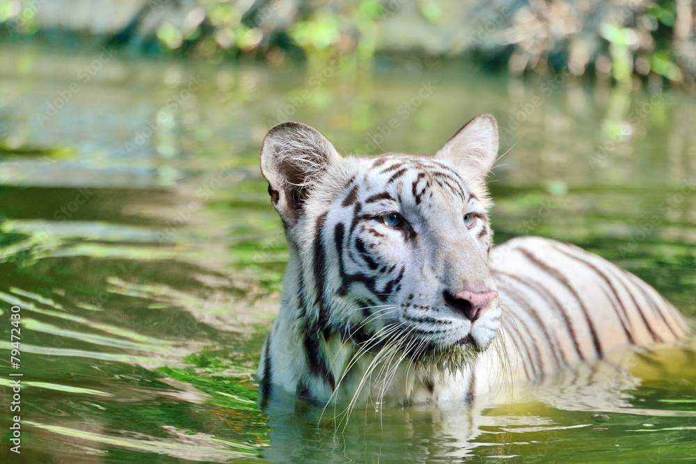 Fototapeta premium White tiger swimming