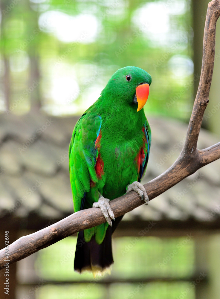 Eclectus Parrot standing on the branch Eclectus Parrot standing on the branch