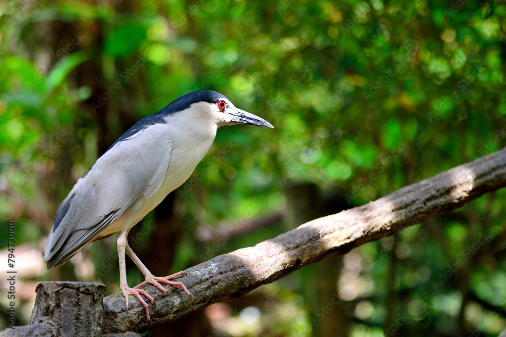 Black Crowned Night Heron standing on the wood railing Black Crowned Night Heron standing on the wood railing