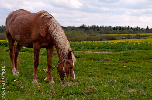 horse and field