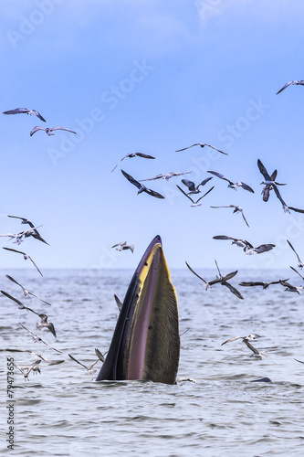 Bryde's whale, Eden's whale eating fish in the Gulf of Thailand. While many seagulls flying around,