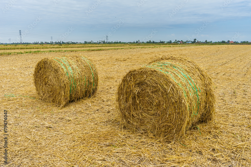 Straw bales in harvested field during summer Straw bales in harvested field during summer