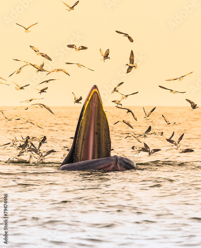 Bryde's whale, Eden's whale eating fish in the Gulf of Thailand. While many seagulls flying around,