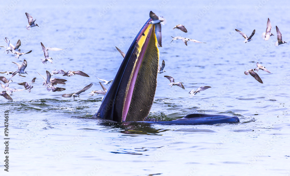 Obraz premium Bryde's whale, Eden's whale eating fish in the Gulf of Thailand. While many seagulls flying around,