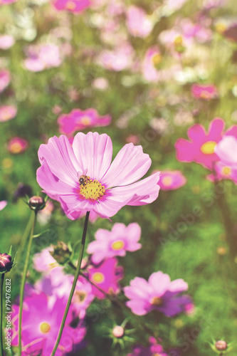 beautiful flowers in the garden with soft light © Kittiphan