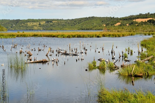 Fototapeta Pond in marshland on the island of Chiloe, Patagonia, Chile