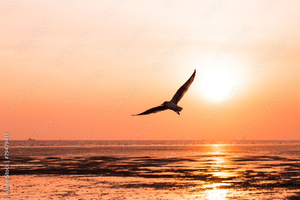 Naklejka premium seagull birds flying in sunset over the sea,