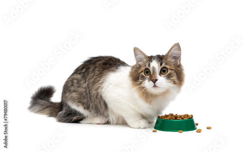 kitten sitting around a bowl of food isolated on white backgroun