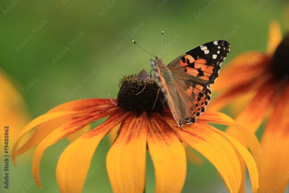 Obraz premium butterfly on flower