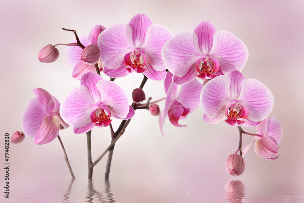 Pink orchids flower background design - obrazy, fototapety, plakaty 