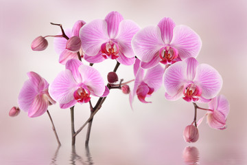 Poster Orchidee Roze orchideeën bloemenpatroon achtergrond  © gtranquillity