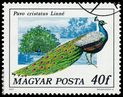 Stamp printed in Hungary shows Indian peafow photo