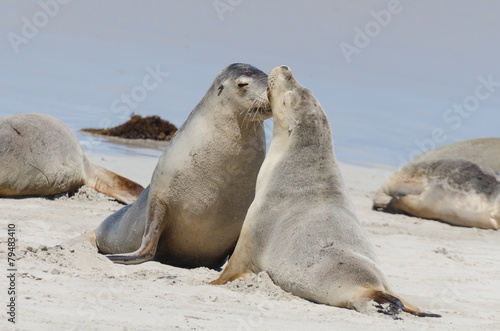 Beautiful Seal in a oceanic bay. Australia
