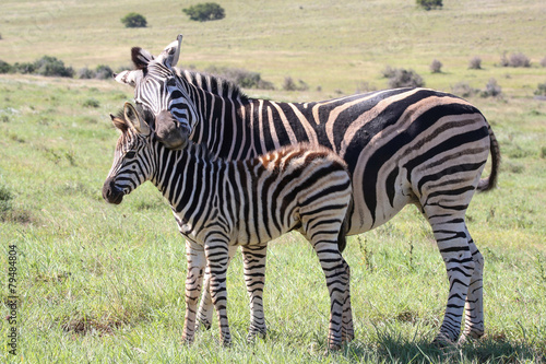 Baby Zebra and Mom photo