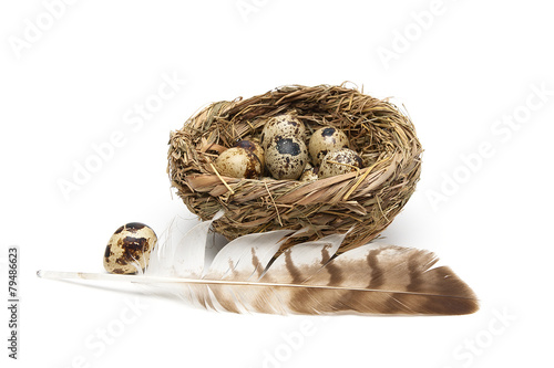 feather of a bird and quail eggs in a nest on a white background
