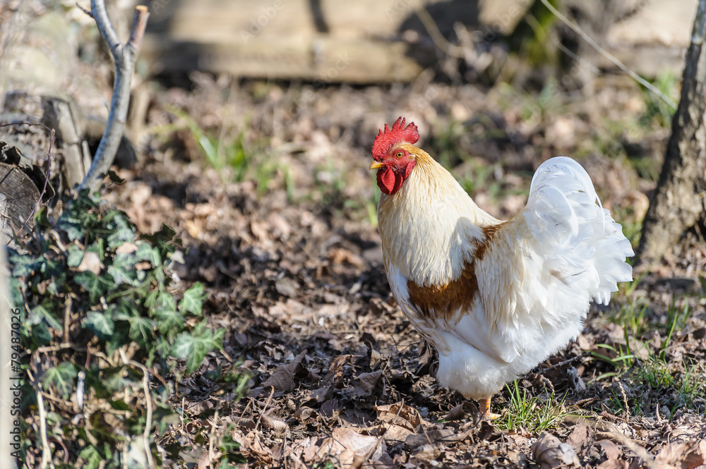 Fototapeta premium White rooster