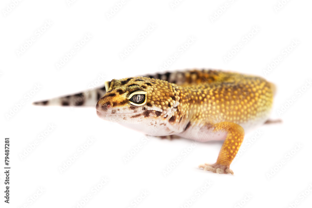 Naklejka premium Leopard gecko isolated on white background