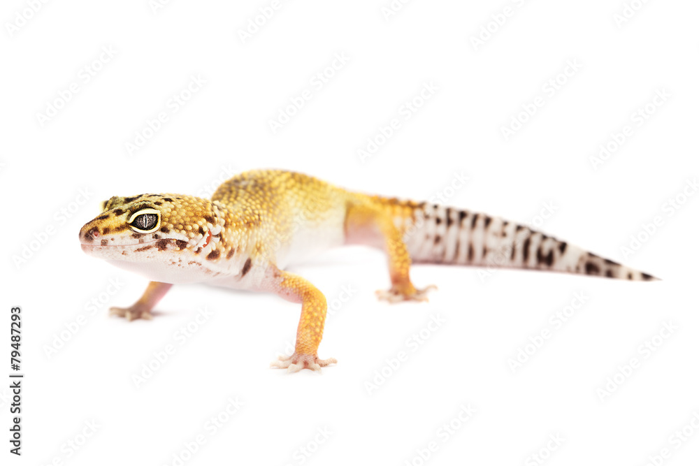 Naklejka premium Leopard gecko isolated on white background
