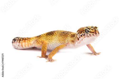 Leopard gecko isolated on white background
