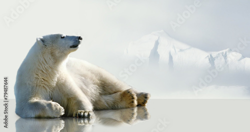 Canvas Print Polar bear lying on the ice in the environment of the iceberg.