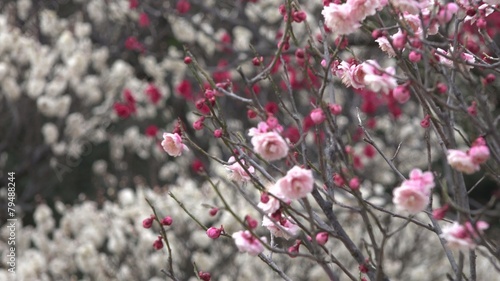 梅の花
