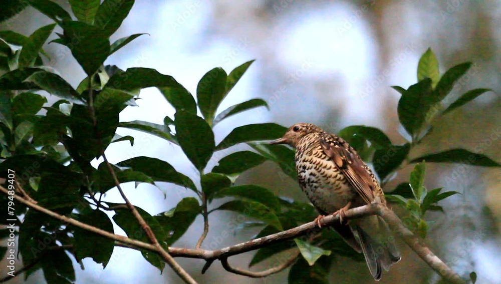 Amami Thrush (Zoothera major) in Amami Island, Japan Amami Thrush (Zoothera major) in Amami Island, Japan