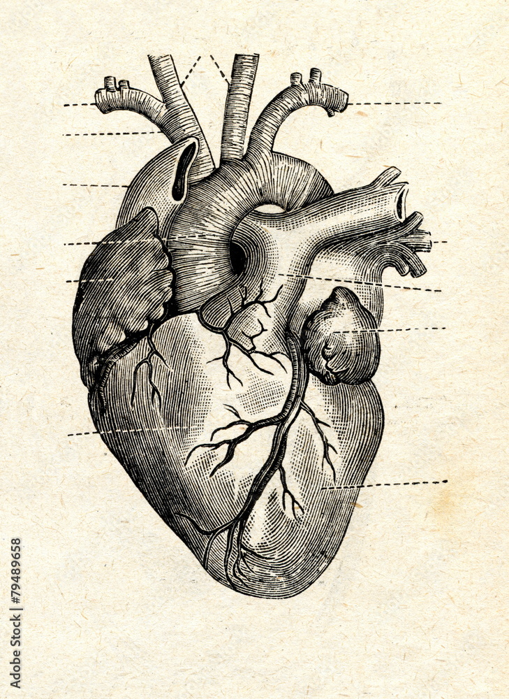 Human heart