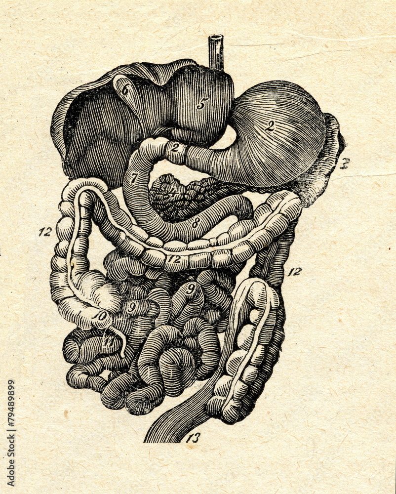 Digestive system