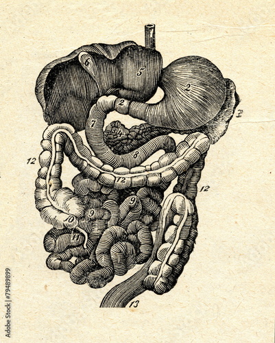 Obraz na płótnie Digestive system w salonie