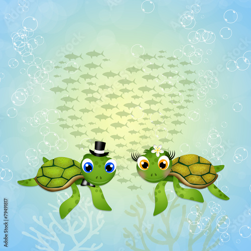 funny sea turtles in love