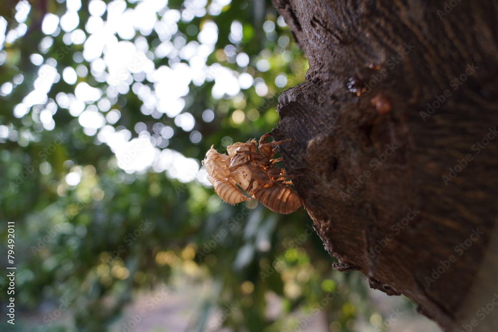 Two fossilized cicadas on the trunk of a tree. Two fossilized cicadas on the trunk of a tree.