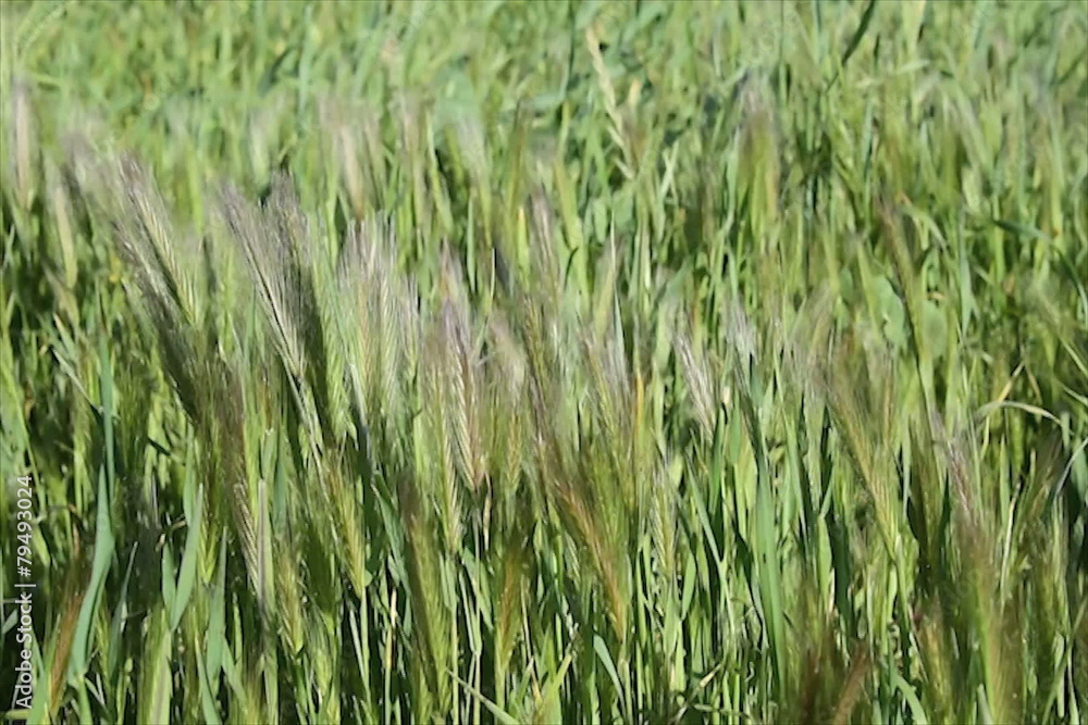 tall seeded spring grass blowing in a breeze tall seeded spring grass blowing in a breeze