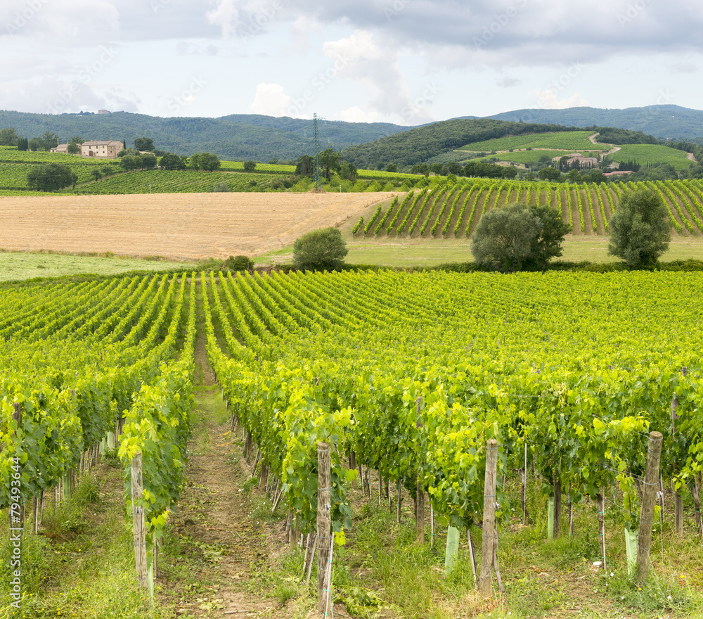 Montalcino (Tuscany, Italy)