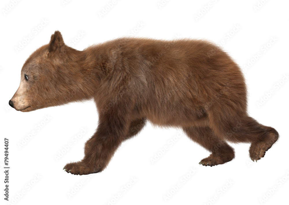 Obraz premium Little Brown Bear