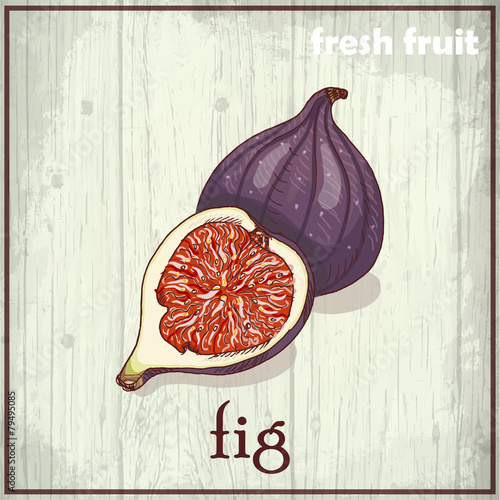 Hand drawing illustration of fig