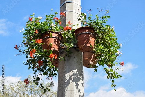 Fototapeta Naklejka Na Ścianę i Meble -  Flower pots hanging on a street pole