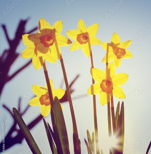 sonniger Blumengruß