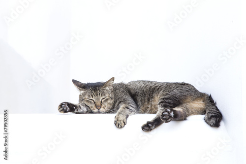 Sleepy Grey Tabby Cat