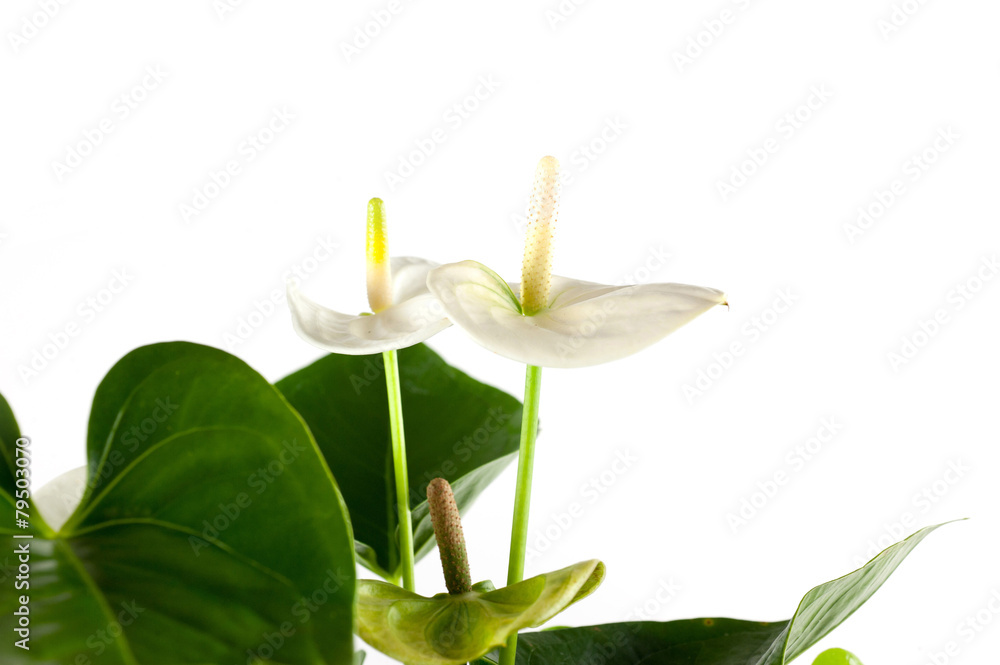 Obraz premium piantina verde