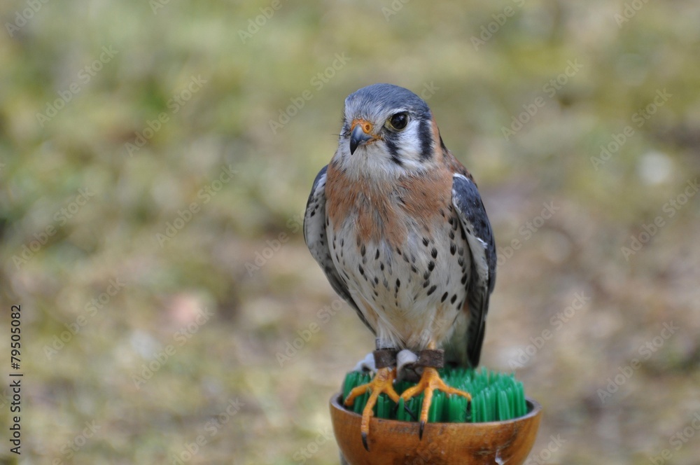 Buntfalke Buntfalke