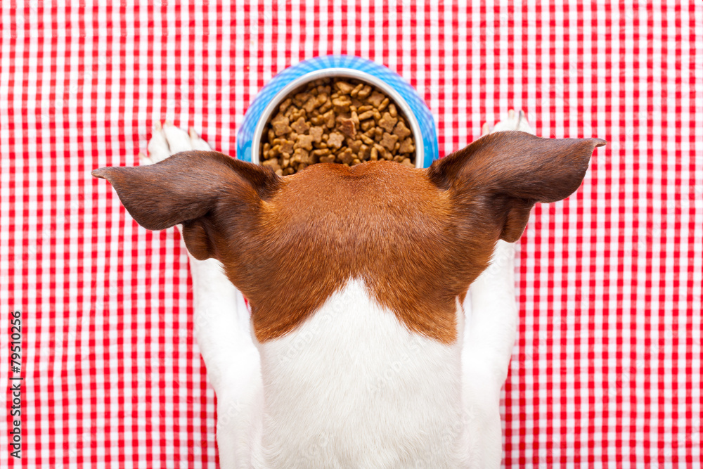dog food bowl Stock-Foto | Adobe Stock