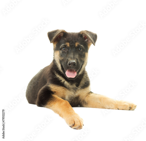 Fototapeta Naklejka Na Ścianę i Meble -  Shepherd Dog puppy on a white background isolated