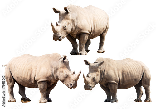 Set of Three Rhinoceros Isolated on a White Background.